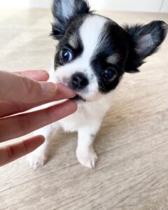 cheap chihuahua puppies for sale