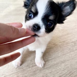 cheap chihuahua puppies for sale