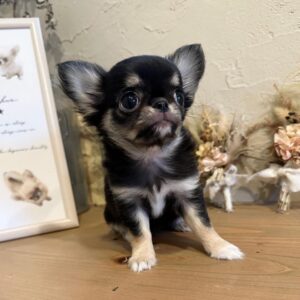 chihuahua puppies for sale