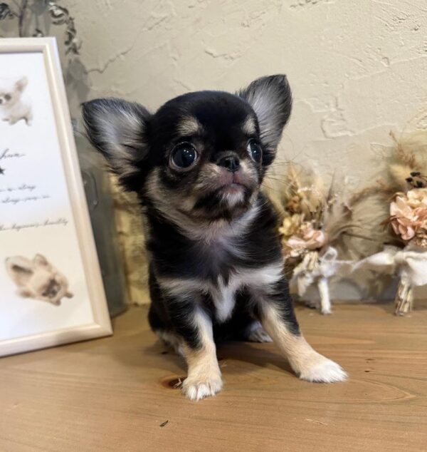 chihuahua puppies for sale