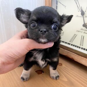 chihuahua puppies for sale