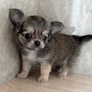 chihuahua puppies